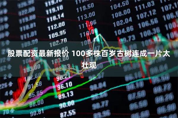 股票配资最新报价 100多株百岁古树连成一片太壮观